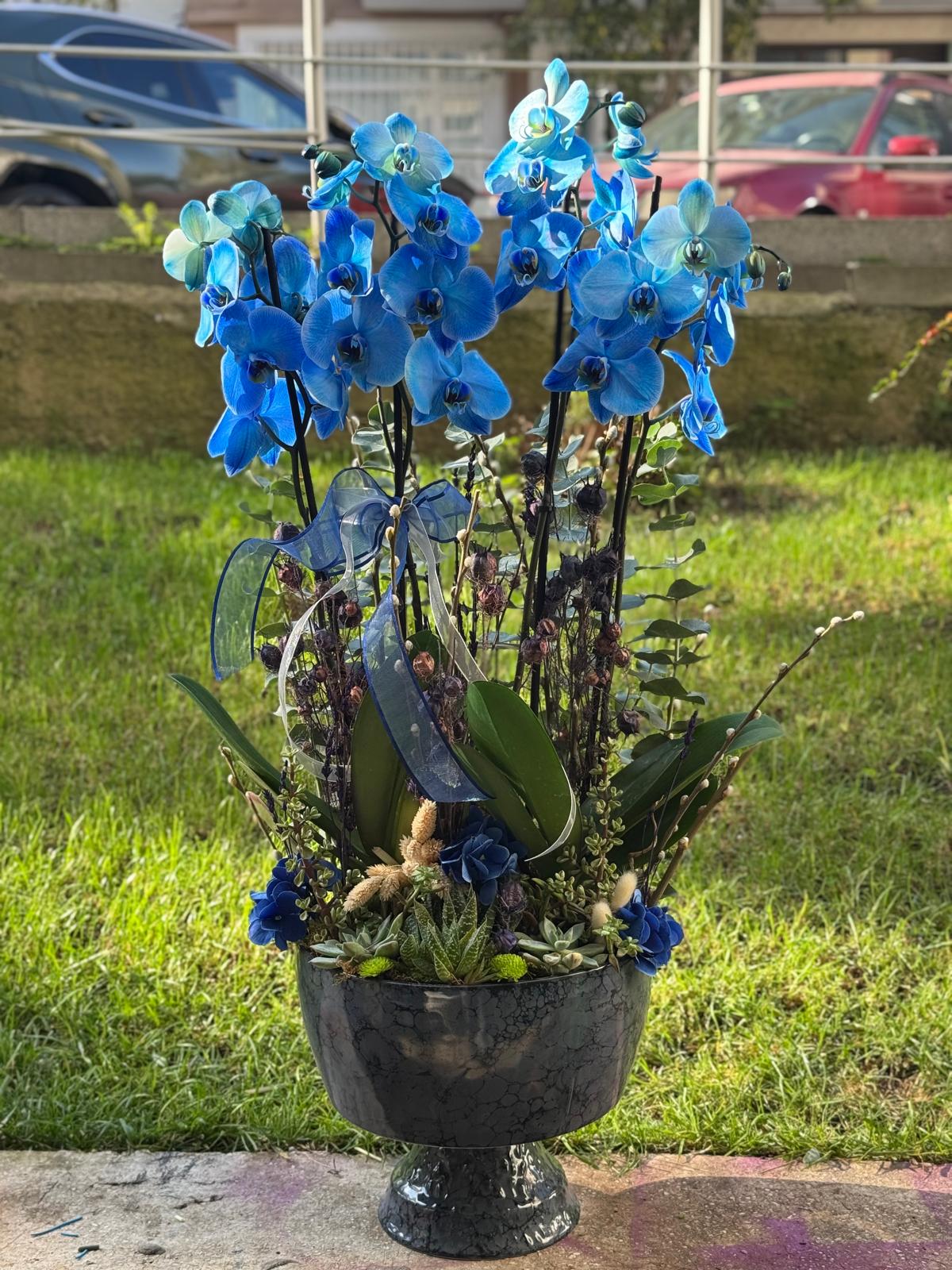 4 Dallı Mavi Orkide